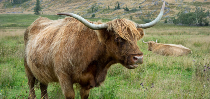 Luxusreise Schottland - Highland Cattle