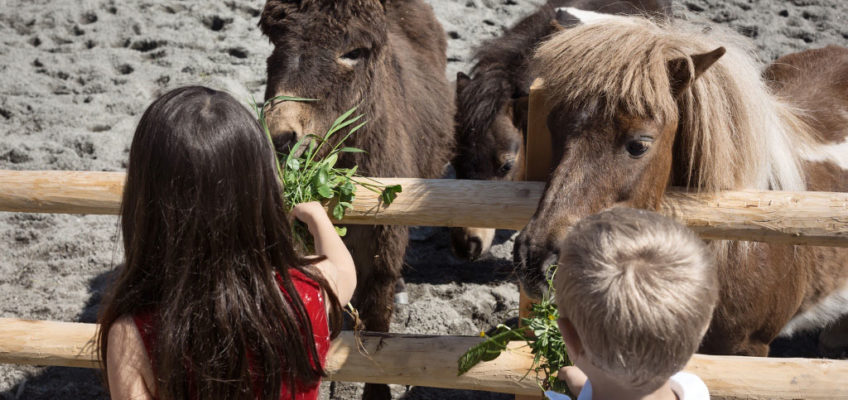 Ponys füttern im miniGUT - Das Kinderbauerndorf im Forsthofgut Leogang