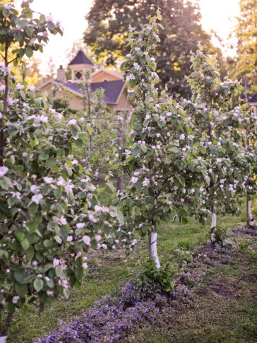 Organic Farm by Matthew Benson