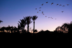 Vogelzug Palmeraie Resort