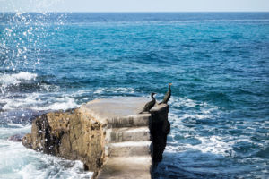 Zwei Cormorane beim Sonnenbad