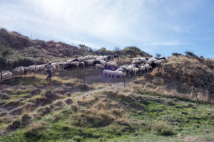 Weite Teile der Insel sind völlig naturbelassen. Nur Ziegen- und Schafherden verweilen auf den endlosen Wiesen und Wäldern.