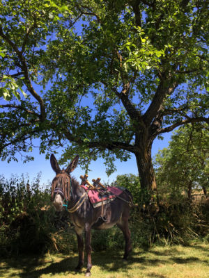 Eselwandern in Burgund - Robert Lübenoff nimmt sich mal ne Auszeit